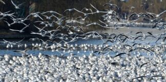 Czy można ogrodzić działkę rod?