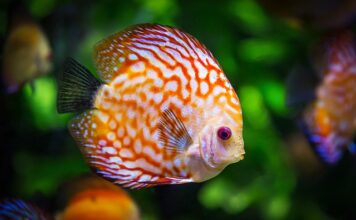 Ile wlać wody utlenionej do akwarium?