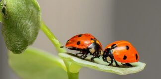 Które bułki z biedronki są najzdrowsze?
