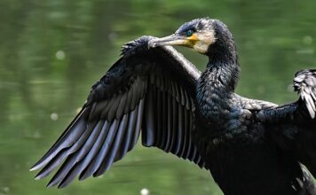 O jakiej porze podawać Carbo do akwarium?