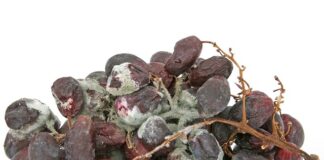 Jak zdezynfekować łazienkę?