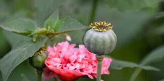 Czy w herbacie jest jakiś narkotyk?