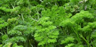 Do kogo należy Persil?