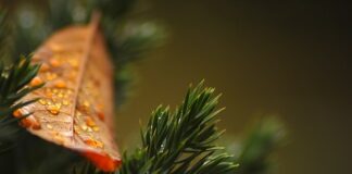 Czy tuje wyciszają?