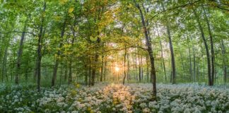 Jak zrobić sos czosnkowy do nachos?