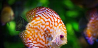 Od czego robi się zielona woda w akwarium?