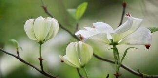 Jakie krzewy wzdłuż chodnika?