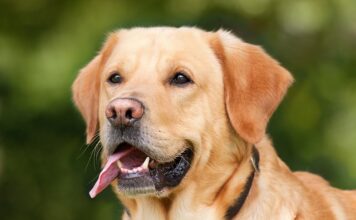 Z jakich miejsc nie należy pobierać krwi?