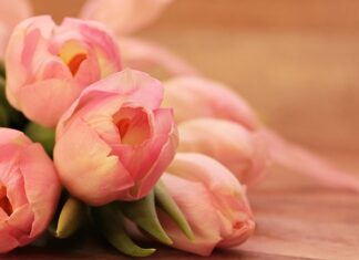 Po co jest tulipan do obiektywu?